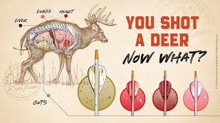 You Shot A Deer! How Long Should You Wait?