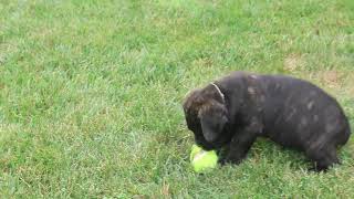 Cane Corso Puppies For Sale