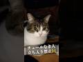 チュールなき人、コタツに立ち入り禁止🚧😹　#ねこ #ねこ動画 #猫のいる暮らし #こたつ #こたつ猫