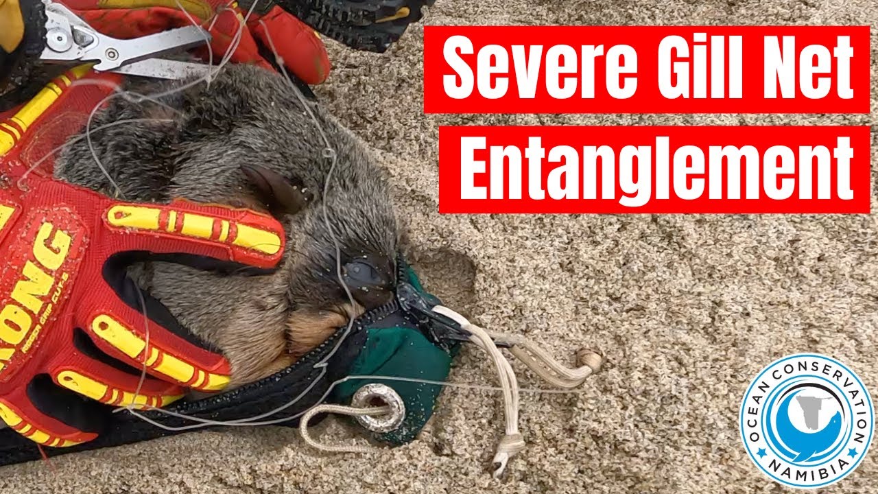 Severe Gill Net Entanglement 