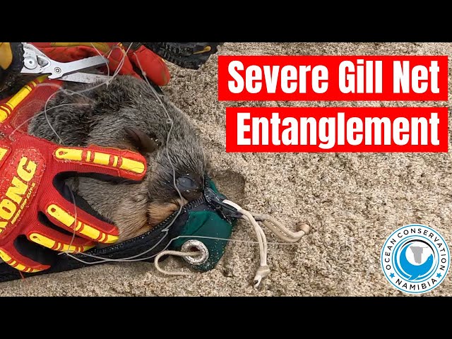 Severe Gill Net Entanglement 