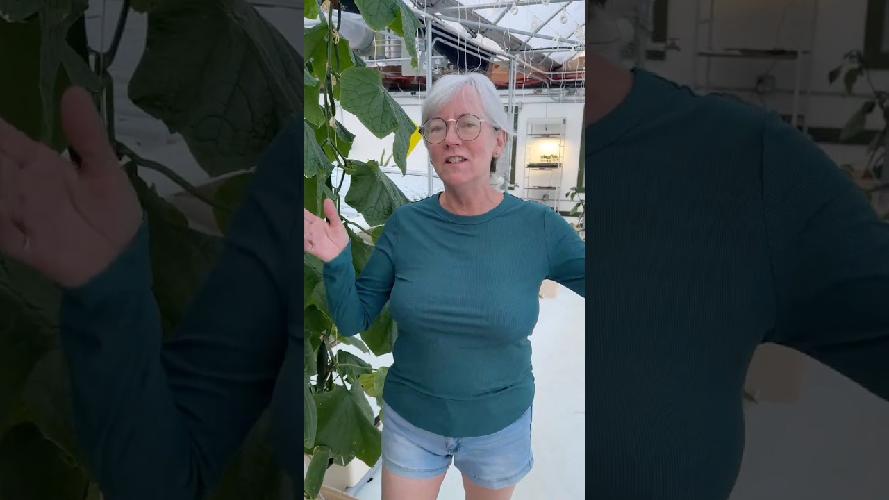 From BELOW ZERO ❄️ to 70° GREENHOUSE 🌱 (Why This Winter Is CRAZY!) #greenhouse #farming #shorts