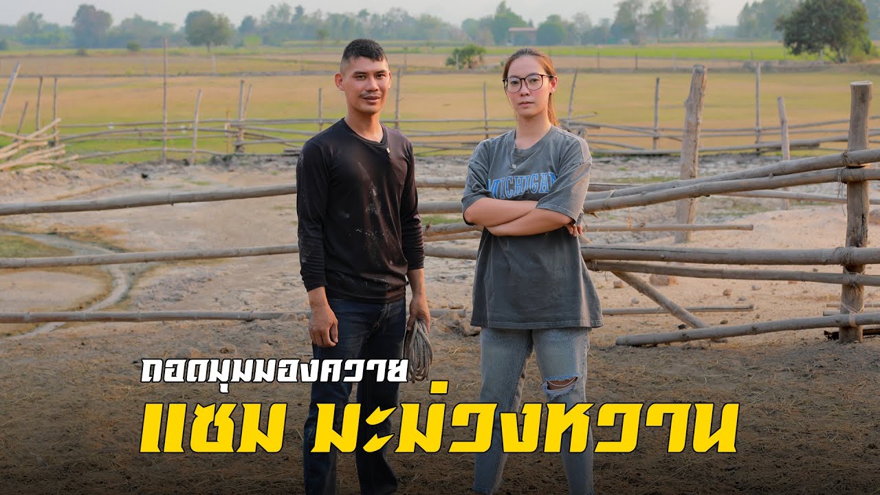 ถอดมุมมองควายฉบับ 