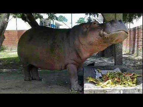 Vidéo: Hippopotame Gustavito Battu à Mort Au Salvador