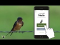 Merlin Bird ID App Quiz