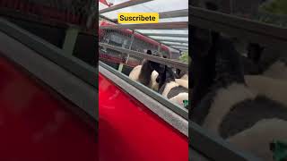 carrocería para transportar animales en Toyota Hilux