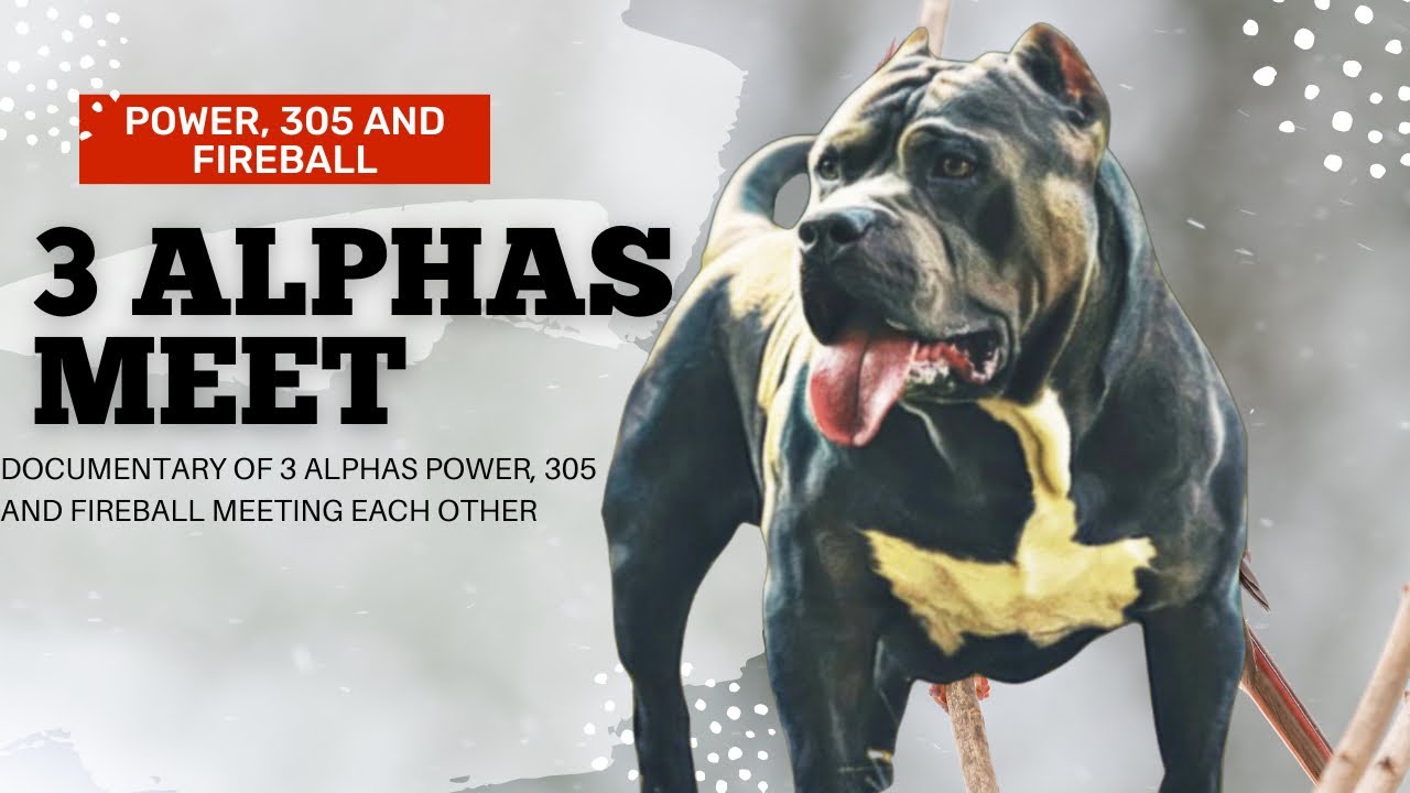 American Bully XL Dog Pack