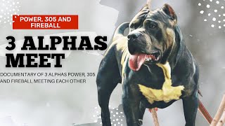 American Bully XL Dog Pack