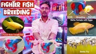 Fighter fish breeding | Betta fish breeding | betta breeding step by step | betta fry care , food