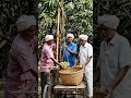 Amazing Local Mango Harvesting Machine in Action! 🥭