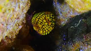 Pineapple Fish