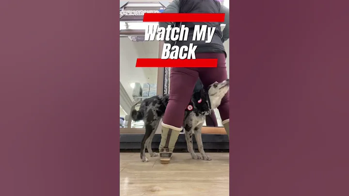 Psychiatric Service Dog Tasks #servicedogtrainer