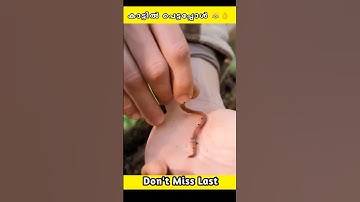 കാട്ടിൽ പെട്ടപ്പോൾ ഇവൻ ചെയ്തത് 😂😆 #shorts #m4tech #mrzthoppi