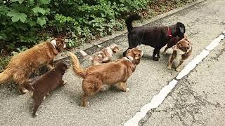 Group of dogs are walking down a road and one of them is urinating