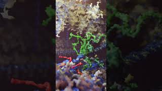 Tumor Suppressor Protein p53