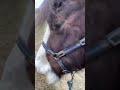 Turning lily out with my equicoat on horses