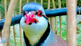 Chakor sound|keklik sesi|chakor ki awaz| mast chakor|lovely birds|#up #birding #wildlife #FarahKhan by Birds_lover85 66 views 11 months ago 1 minute, 13 seconds