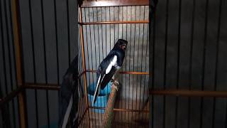 Daily Magpie Robin Sound 1