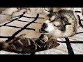 Giant Husky Reacts To New Kitten Playing! (Cutest Ever!!)
