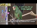 𝄞イ長調のカデンツを練習中 できる・できない・できたを使い分けるコボウシインコ クロイツKreuz, Amazon practicing to sing the cadence in A major