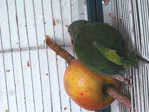 brotogeris tui 2