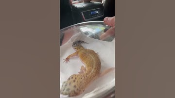 I got a new leopard gecko! ❤️ 🦎#leopardgecko #reptile #cuteanimals #cute