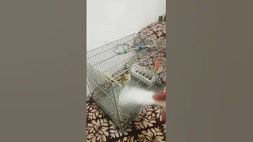 سهره مست 