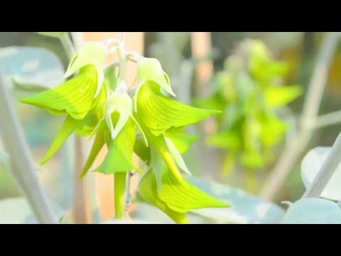 Green Bird Flower - Crotalaria cunninghamii