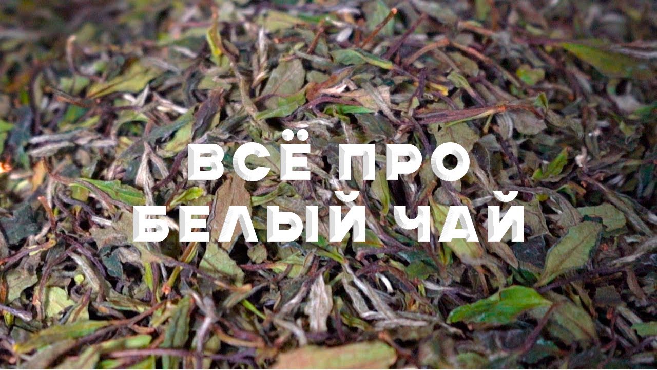 Белый чай. Как делают? Как заваривать? Где родина белого чая? #ЧайЛи #белыйчай #китайскийчай #чай