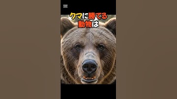 ㊙️3.6万回再生【クマに勝てる動物3選‼️】#voicevox青山龍星 #雑学 #自然 #動物雑学 #shortvideo #bear #ai #くま #クマ #熊