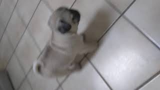 PuppyFinder com 6 weeks old