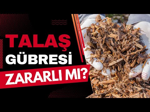 Video: Lagos Ispanak Bitki Bakımı: Lagos Ispanak Nasıl Yetiştirilir Celosia