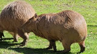 Capybara Largest Rodent in the WORLD 🌎