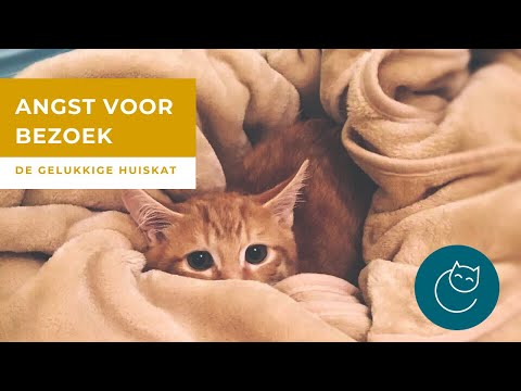 Video: Is bloekomolie veilig vir katte?