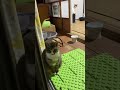 カワイイ二匹の猫がお座りしてる