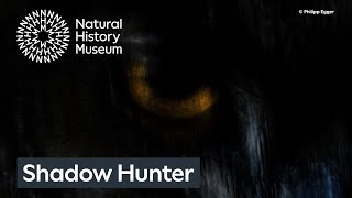 Shadow Hunter By Philipp Egger Wildlife Photographer Of The Year