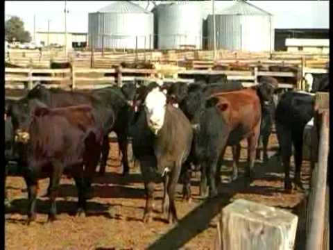 feedlot estados