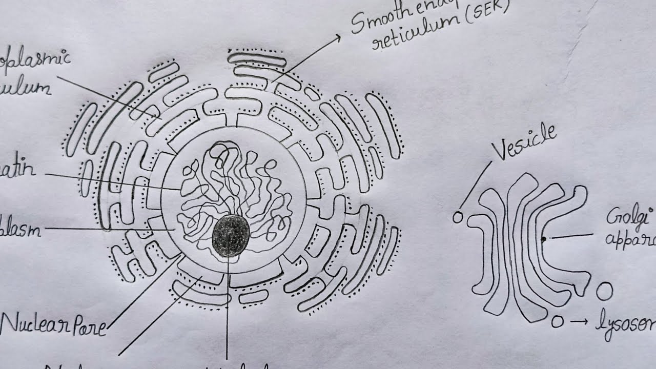 How To Draw Endoplasmic Reticulum | Structure of Endoplasmic Reticulum ...