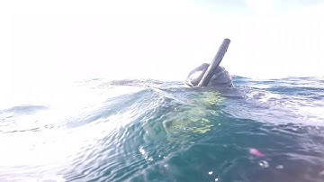 Turtle tangled in a huge fishing net.