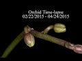 Orchid Time-lapse