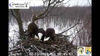 IL Trio Eagles: Trio on Crowded Nest, Mating with Valor 2 2-11-19