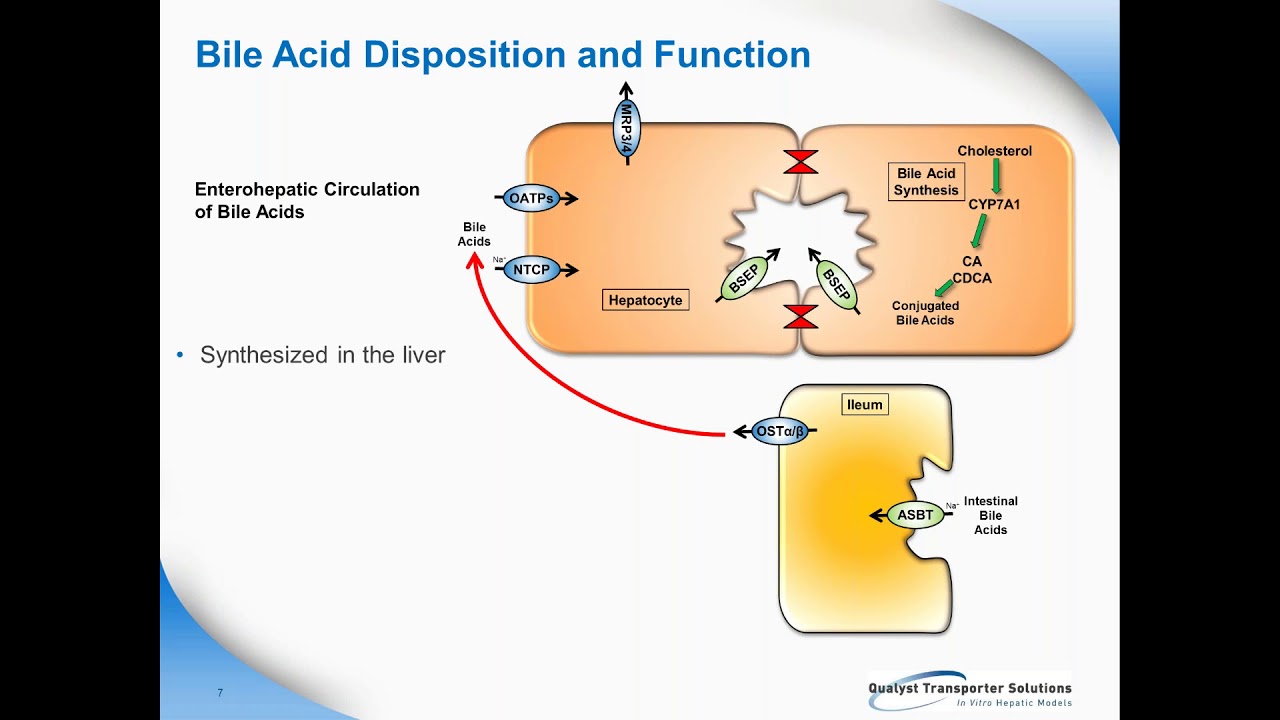 Cholestatic Hepatotoxicity Integrating Transporter Inhibition and FXR