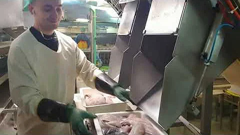 промысел трески и пикши донным тралом в Баренцевом море