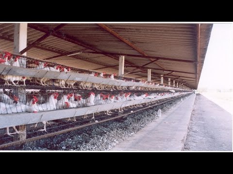 Curso Galinhas Poedeiras - Manejo na Fase de Produção 