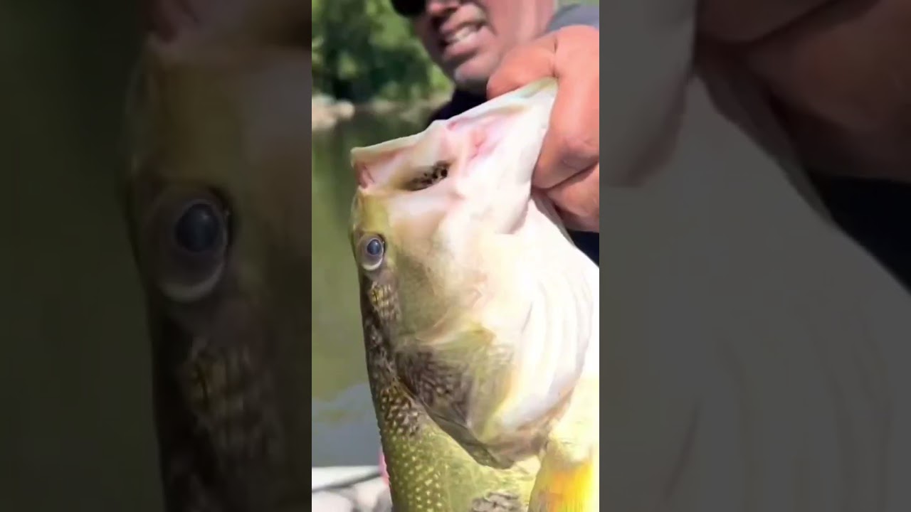 A MONSTER river largemouth bass #bassfishing #largemouth #bassfishing #megabass