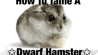 How to Tame A Dwarf Hamster