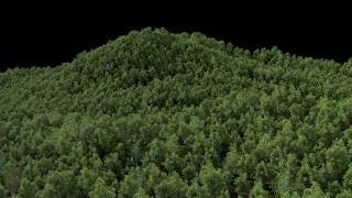 Celebrity Houdini procedural tree with point instancing. Net Worth