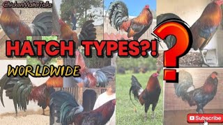 Well-Known Types or Variants of Hatch Gamefowl Worldwide (Explained)
