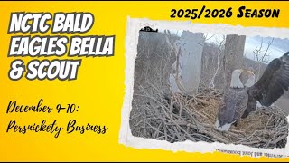 Persnickety Business - Nctc Nest Bella Scout 129-1210