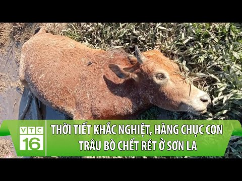 Video: Chăn thả gia súc theo dải là gì?